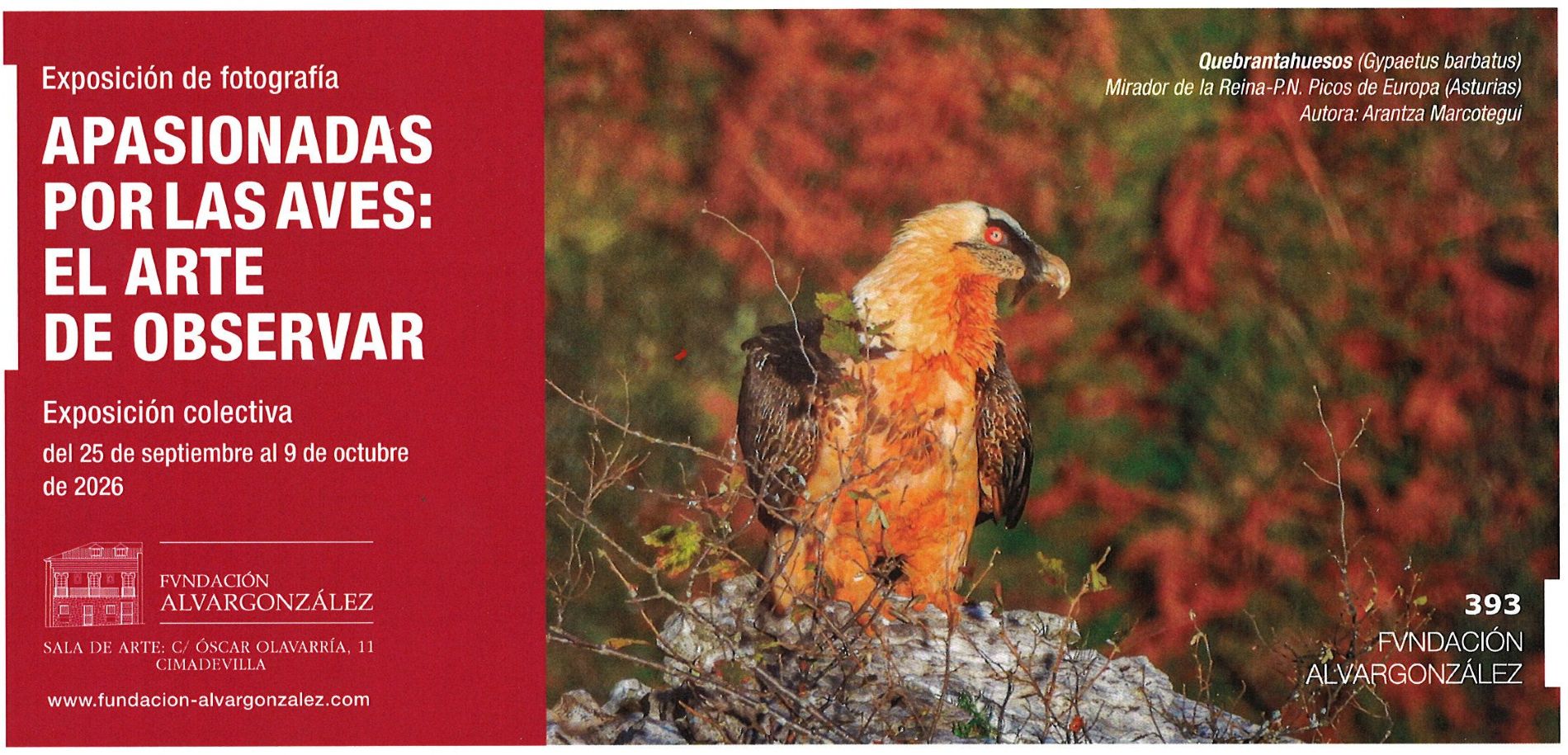 APASIONADAS POR LAS AVES: EL ARTE DE OBSERVAR